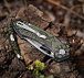 M-Tac ніж складний Type 12 Scandinavian Stonewash Black/Olive– Мілітарист - мініатюра 18