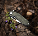 M-Tac ніж складний Type 12 Scandinavian Stonewash Black/Olive– Мілітарист - мініатюра 19