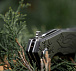 M-Tac ніж складний Type 12 Scandinavian Black/Olive– Мілітарист - мініатюра 26
